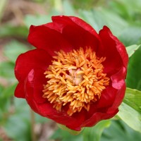 Paeonia peregrina  Photo: A. Hoog